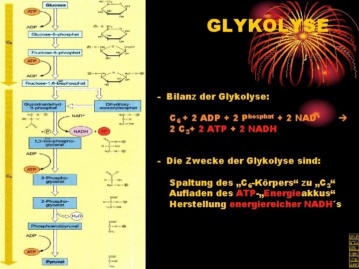 GLYKOLYSE - Bilanz der Glykolyse: C 6 + 2 ADP + 2 Phosphat +