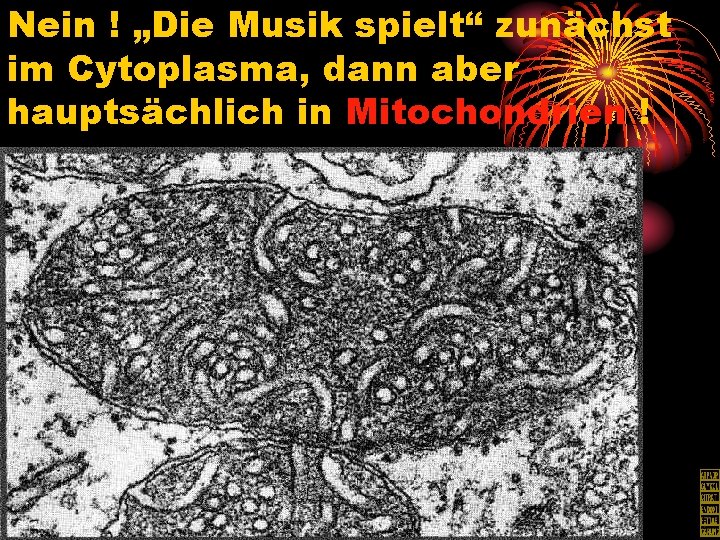 Nein ! „Die Musik spielt“ zunächst im Cytoplasma, dann aber hauptsächlich in Mitochondrien !