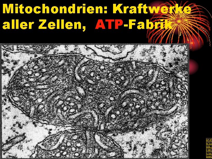 Mitochondrien: Kraftwerke aller Zellen, ATP-Fabrik 