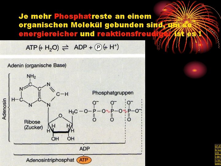 Je mehr Phosphatreste an einem organischen Molekül gebunden sind, um so energiereicher und reaktionsfreudiger