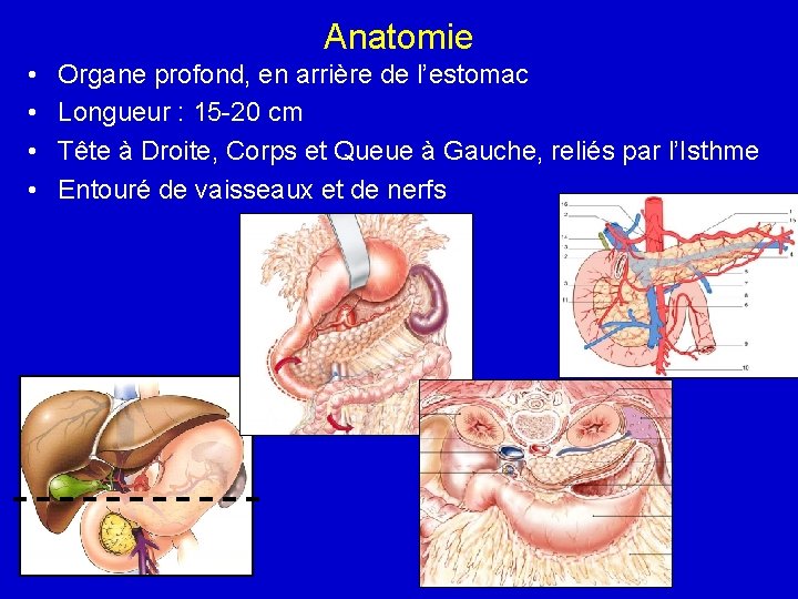 Anatomie • • Organe profond, en arrière de l’estomac Longueur : 15 -20 cm