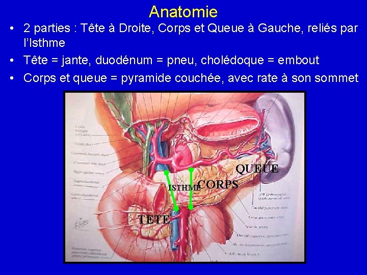 Anatomie • 2 parties : Tête à Droite, Corps et Queue à Gauche, reliés