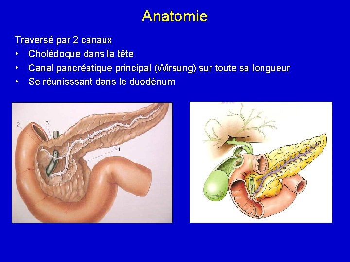 Anatomie Traversé par 2 canaux • Cholédoque dans la tête • Canal pancréatique principal