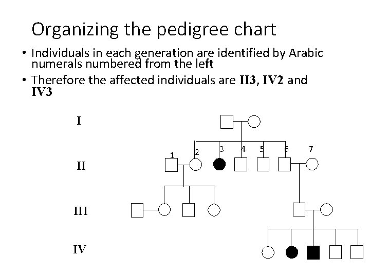 Organizing the pedigree chart • Individuals in each generation are identified by Arabic numerals