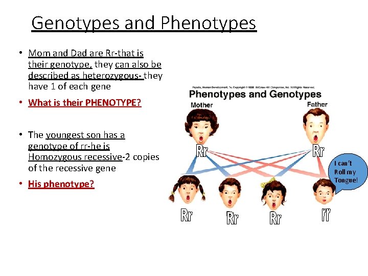 Genotypes and Phenotypes • Mom and Dad are Rr-that is their genotype, they can