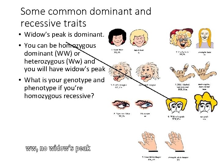 Some common dominant and recessive traits • Widow’s peak is dominant. • You can