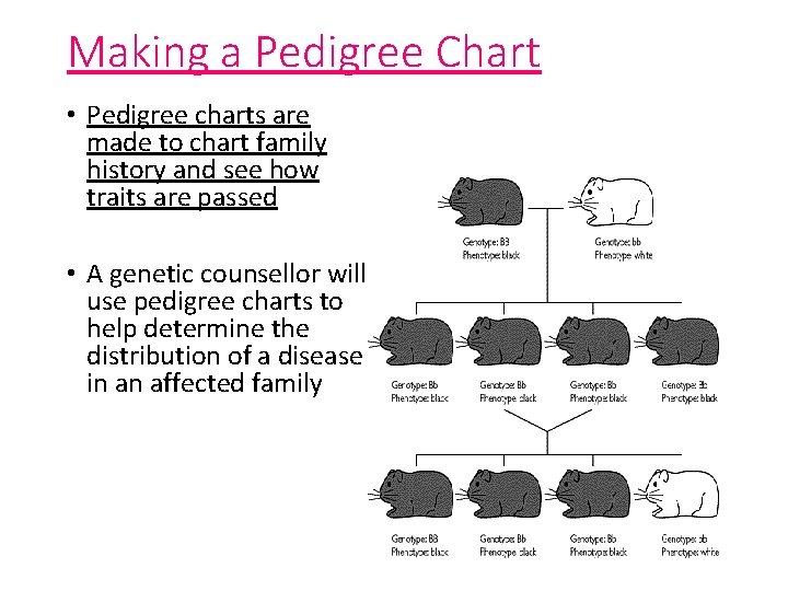 Making a Pedigree Chart • Pedigree charts are made to chart family history and