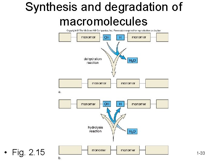 Synthesis and degradation of macromolecules • Fig. 2. 15 1 -33 