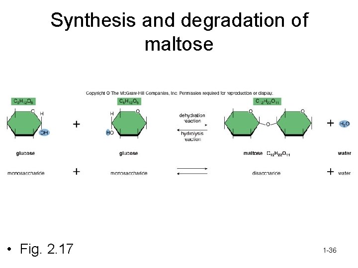 Synthesis and degradation of maltose • Fig. 2. 17 1 -36 