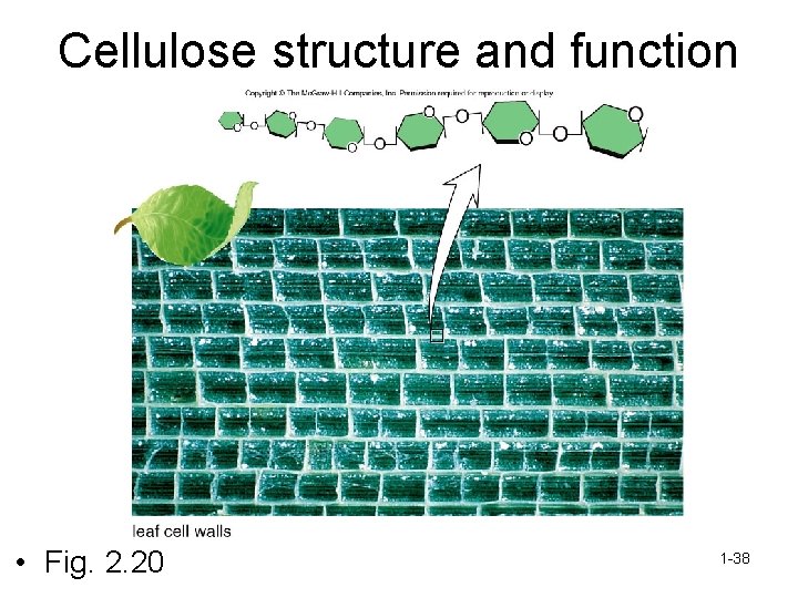 Cellulose structure and function • Fig. 2. 20 1 -38 
