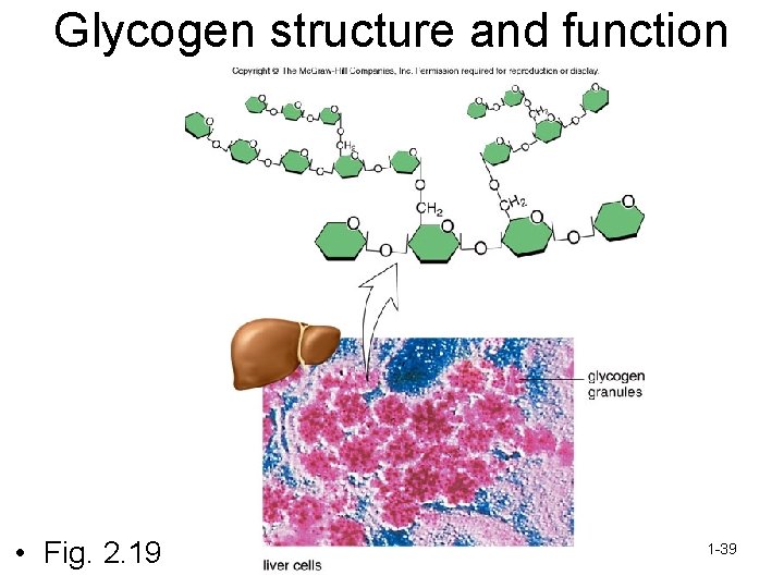 Glycogen structure and function • Fig. 2. 19 1 -39 