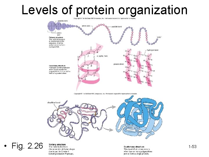 Levels of protein organization • Fig. 2. 26 1 -53 