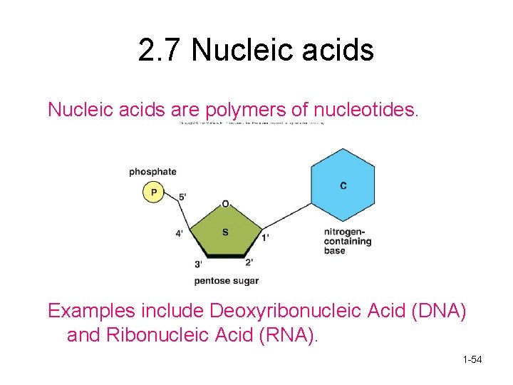 2. 7 Nucleic acids are polymers of nucleotides. Examples include Deoxyribonucleic Acid (DNA) and