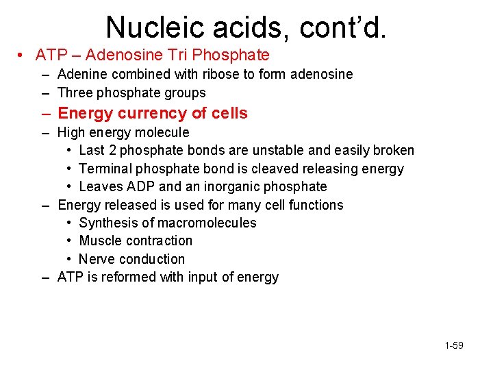 Nucleic acids, cont’d. • ATP – Adenosine Tri Phosphate – Adenine combined with ribose