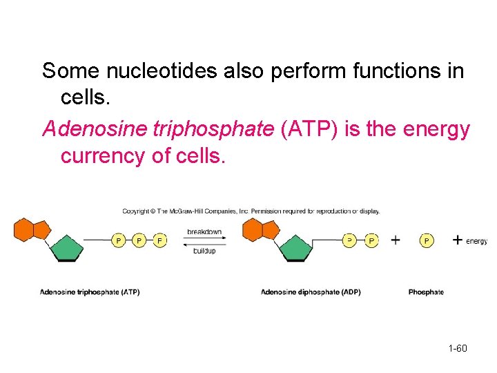 Some nucleotides also perform functions in cells. Adenosine triphosphate (ATP) is the energy currency