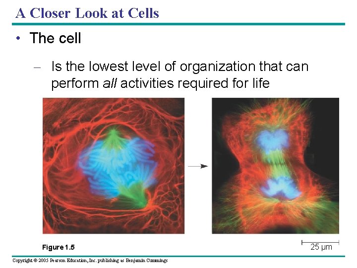A Closer Look at Cells • The cell – Is the lowest level of