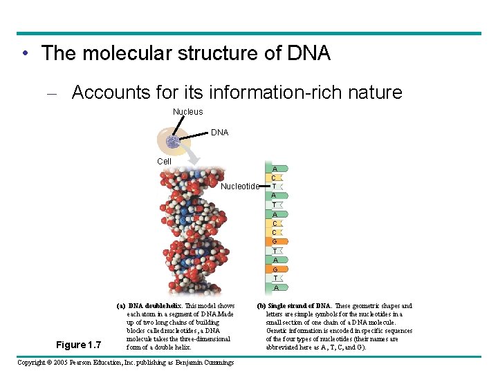  • The molecular structure of DNA – Accounts for its information-rich nature Nucleus