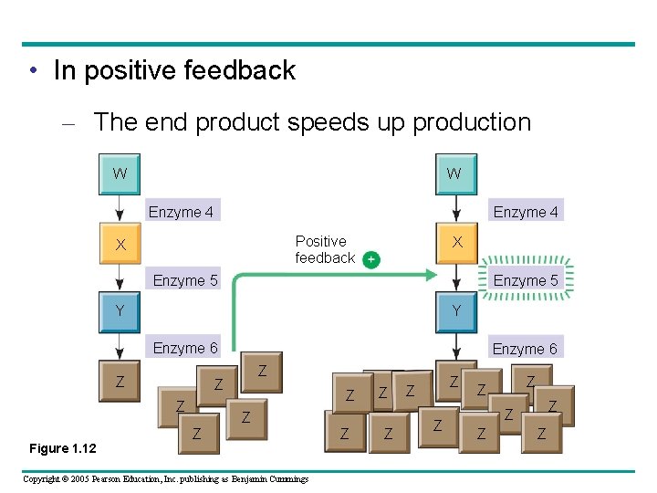  • In positive feedback – The end product speeds up production W W