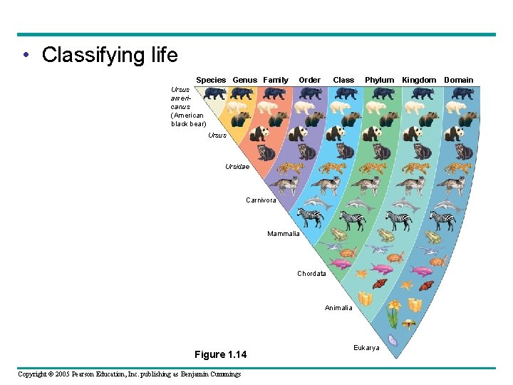  • Classifying life Species Genus Family Order Class Phylum Ursus americanus (American black