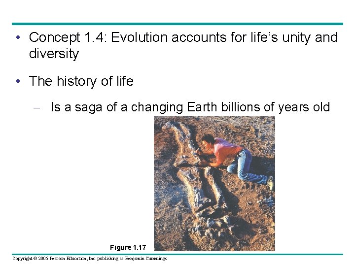  • Concept 1. 4: Evolution accounts for life’s unity and diversity • The