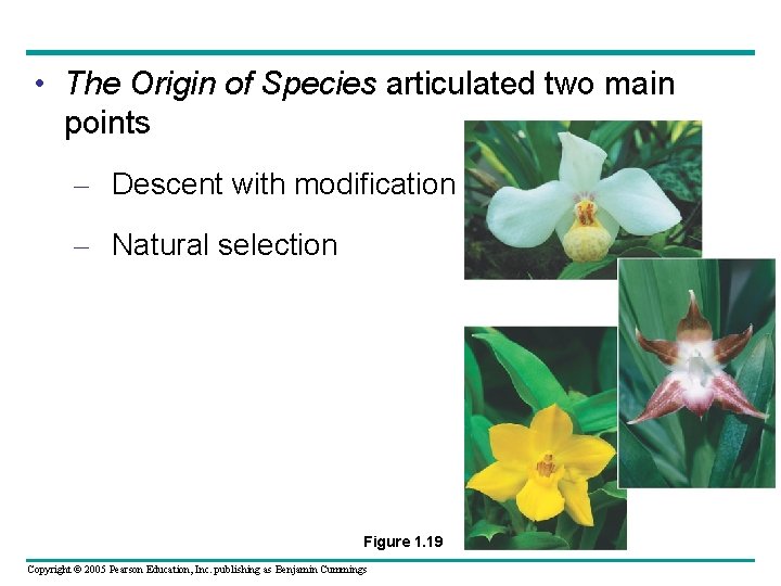  • The Origin of Species articulated two main points – Descent with modification