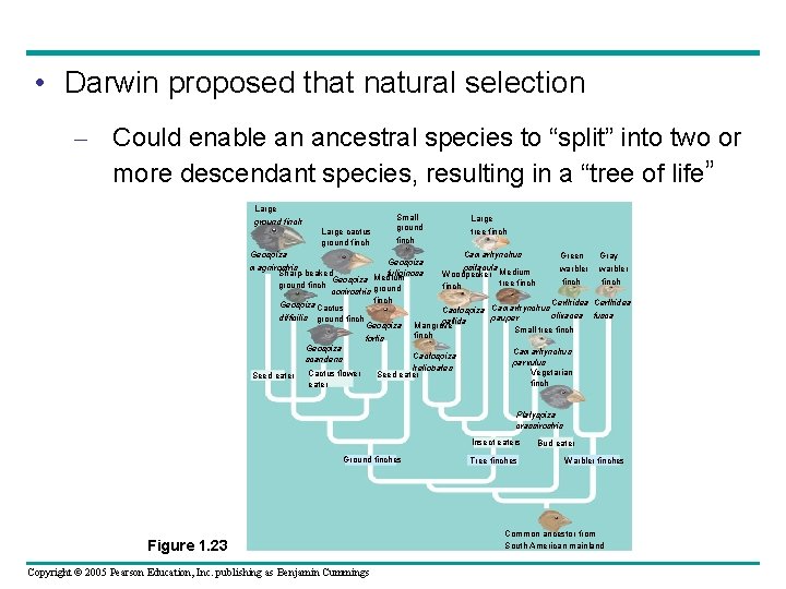  • Darwin proposed that natural selection – Could enable an ancestral species to