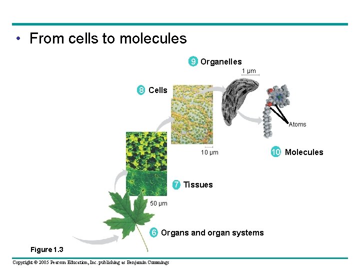  • From cells to molecules 9 Organelles 1 µm Cell 8 Cells Atoms