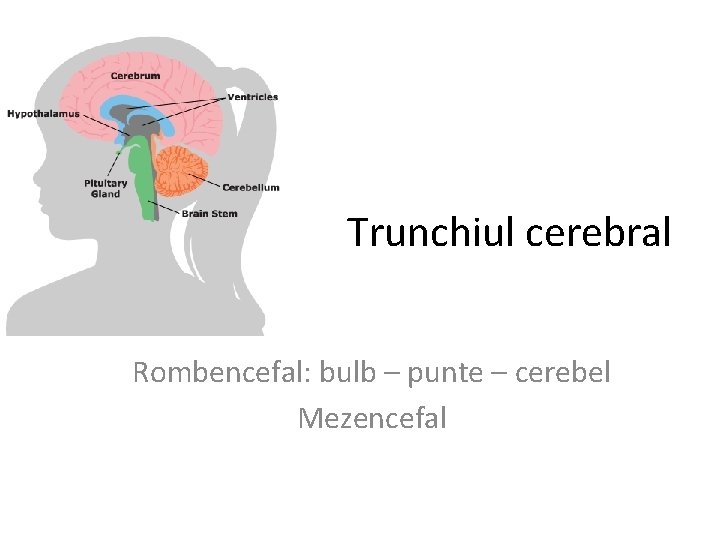 Trunchiul cerebral Rombencefal: bulb – punte – cerebel Mezencefal 