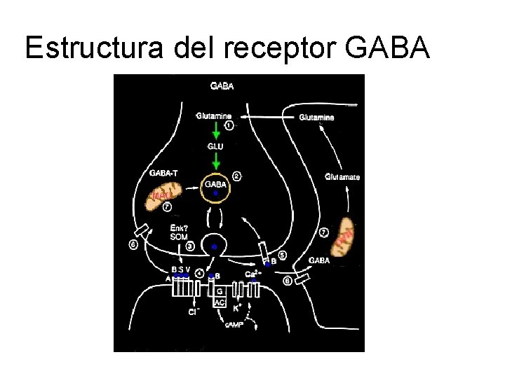 Estructura del receptor GABA 