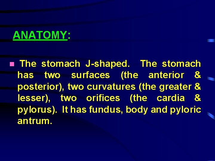 ANATOMY: The stomach J-shaped. The stomach has two surfaces (the anterior & posterior), two