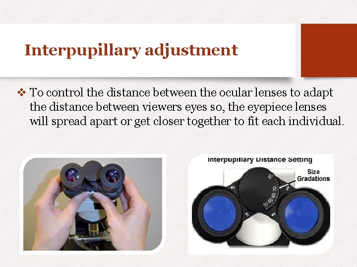 Interpupillary adjustment v To control the distance between the ocular lenses to adapt the