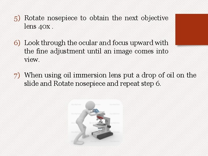 5) Rotate nosepiece to obtain the next objective lens 40 x. 6) Look through