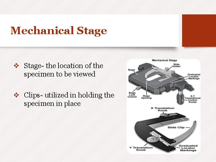 Mechanical Stage v Stage- the location of the specimen to be viewed v Clips-