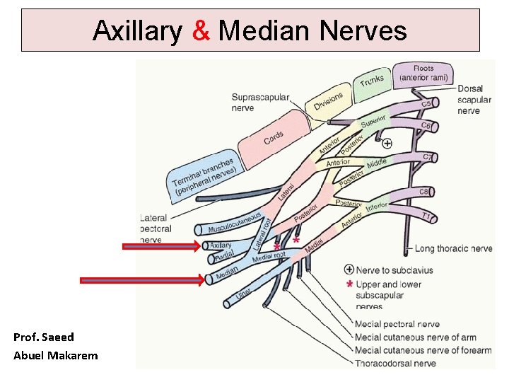 Axillary & Median Nerves Prof. Saeed Abuel Makarem 