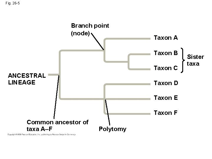 Fig. 26 -5 Branch point (node) Taxon A Taxon B Taxon C ANCESTRAL LINEAGE