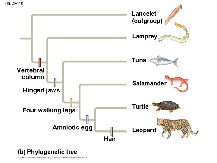 Fig. 26 -11 b Lancelet (outgroup) Lamprey Tuna Vertebral column Salamander Hinged jaws Turtle