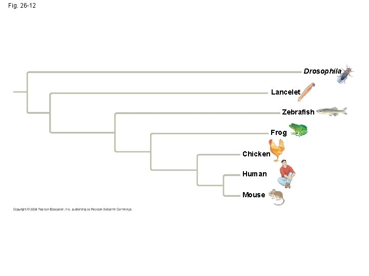 Fig. 26 -12 Drosophila Lancelet Zebrafish Frog Chicken Human Mouse 