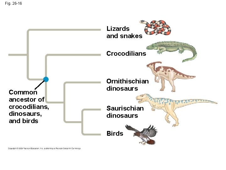 Fig. 26 -16 Lizards and snakes Crocodilians Common ancestor of crocodilians, dinosaurs, and birds
