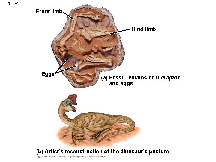 Fig. 26 -17 Front limb Hind limb Eggs (a) Fossil remains of Oviraptor and