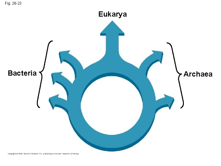 Fig. 26 -23 Eukarya Bacteria Archaea 