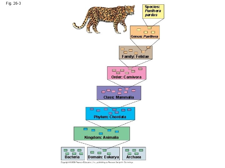 Fig. 26 -3 Species: Panthera pardus Genus: Panthera Family: Felidae Order: Carnivora Class: Mammalia