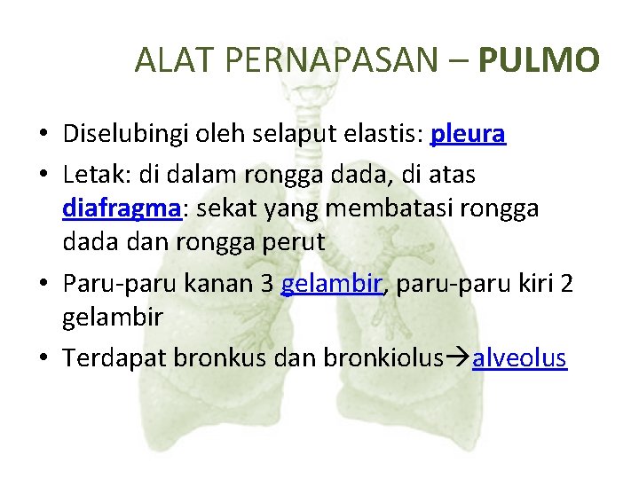 ALAT PERNAPASAN – PULMO • Diselubingi oleh selaput elastis: pleura • Letak: di dalam