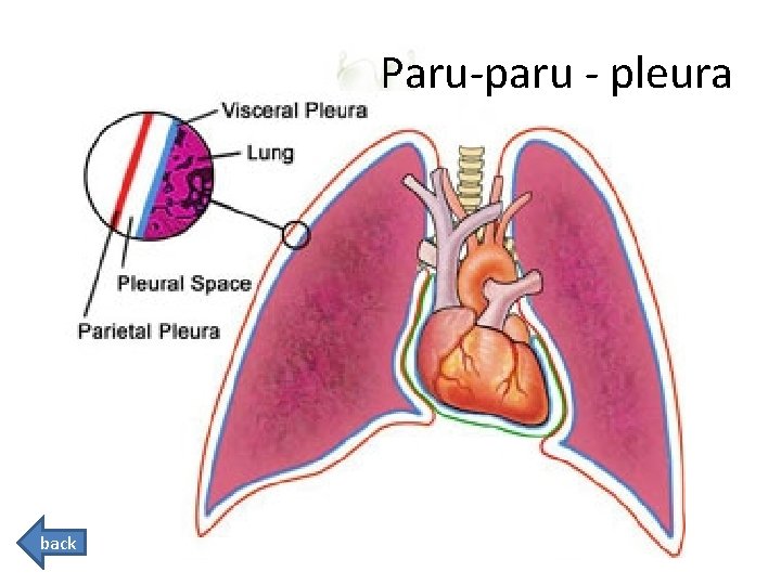 Paru-paru - pleura back 