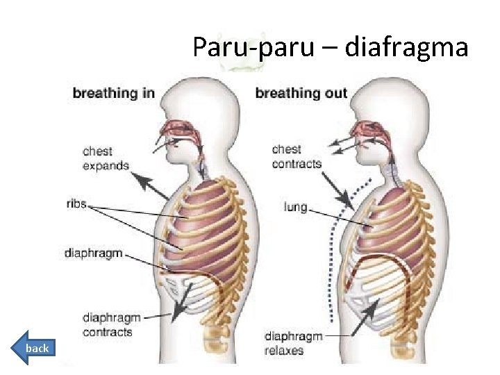 Paru-paru – diafragma back 