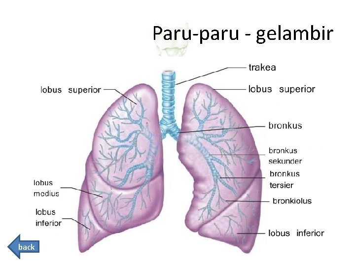 Paru-paru - gelambir back 