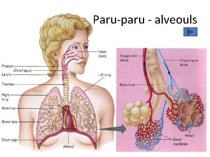 Paru-paru - alveouls 