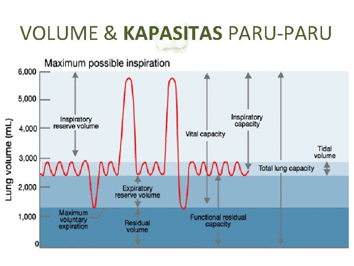 VOLUME & KAPASITAS PARU-PARU 