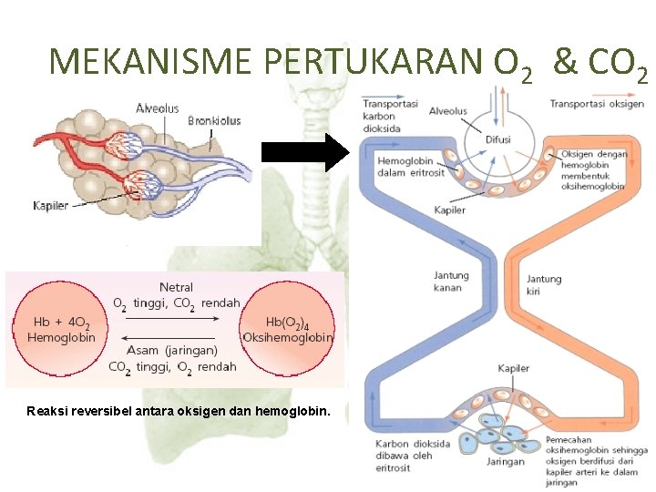 MEKANISME PERTUKARAN O 2 & CO 2 Reaksi reversibel antara oksigen dan hemoglobin. 