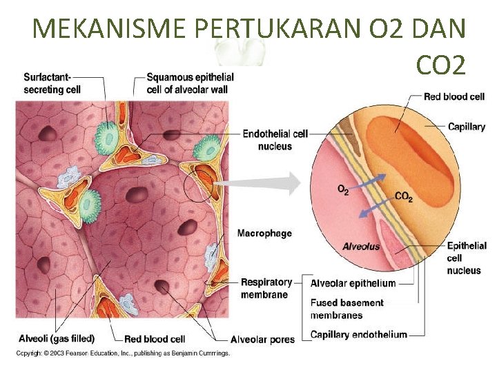 MEKANISME PERTUKARAN O 2 DAN CO 2 