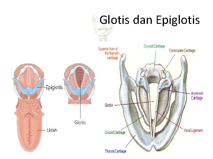 Glotis dan Epiglotis 